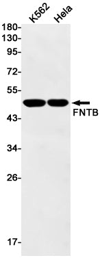 Anti-FNTB Rabbit Monoclonal Antibody
