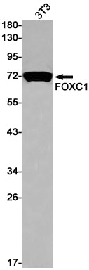 Anti-FOXC1 Rabbit Monoclonal Antibody