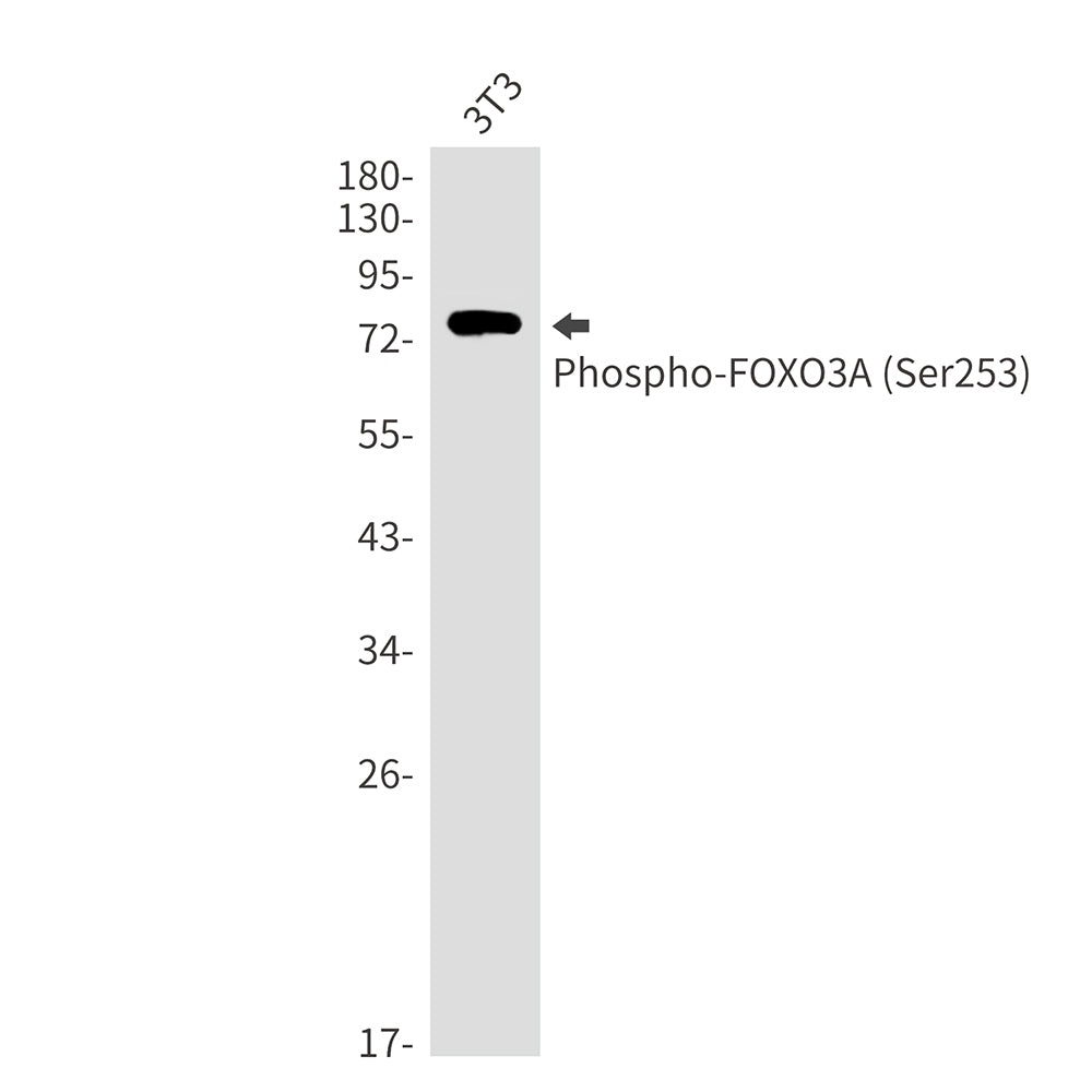 Anti-Phospho-FOXO3A (Ser253) Rabbit Monoclonal Antibody