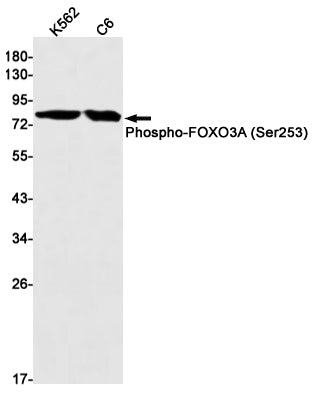 Anti-Phospho-FOXO3A (Ser253) Rabbit Monoclonal Antibody