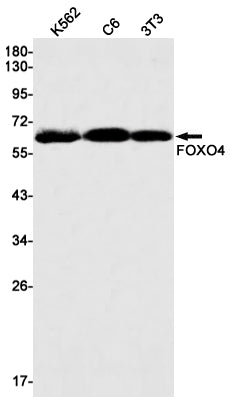 Anti-FOXO4 Rabbit Monoclonal Antibody
