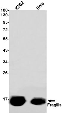 Anti-Fragilis Rabbit Monoclonal Antibody