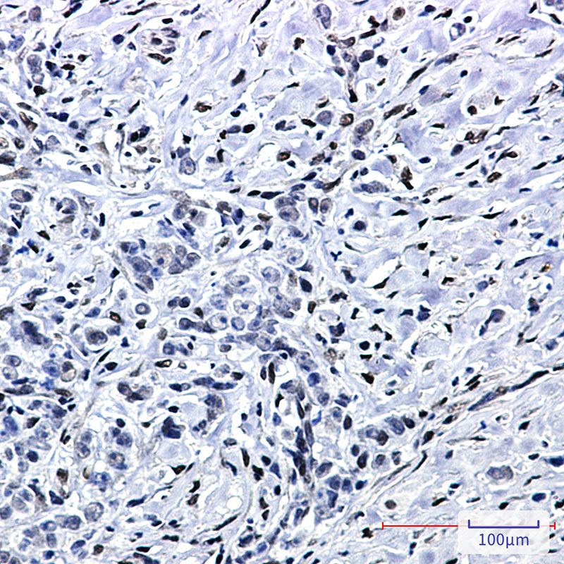Anti-FTO Rabbit Monoclonal Antibody