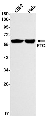 Anti-FTO Rabbit Monoclonal Antibody