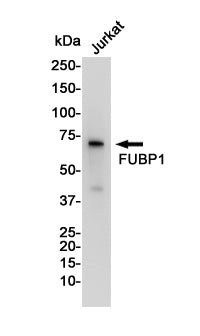 Anti-FUBP1 Rabbit Monoclonal Antibody