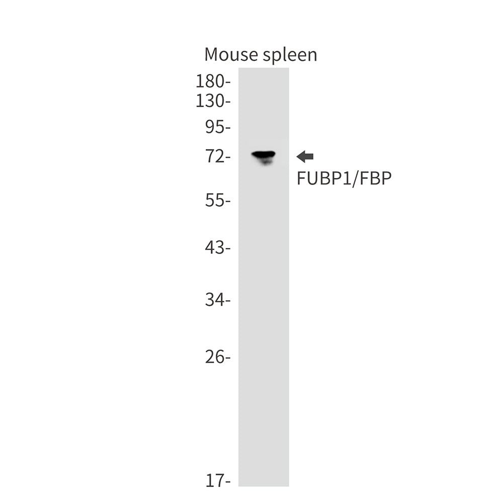 Anti-FUBP1 Rabbit Monoclonal Antibody