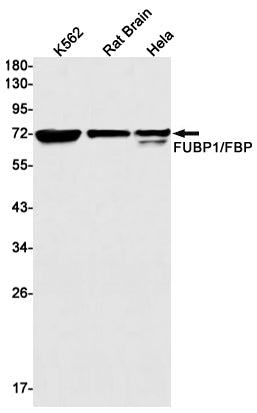 Anti-FUBP1 Rabbit Monoclonal Antibody