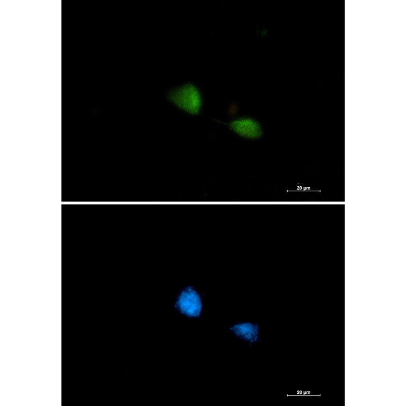 Anti-FUBP1 Rabbit Monoclonal Antibody
