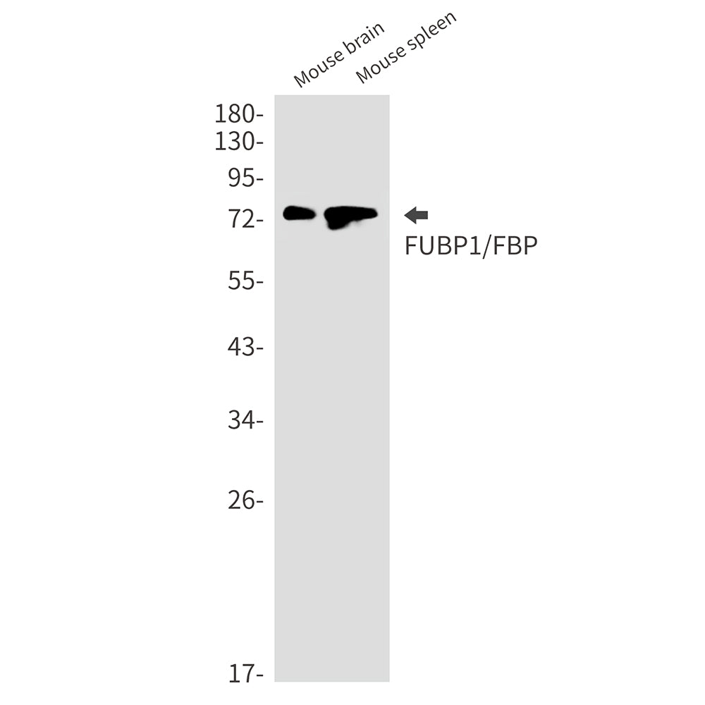 Anti-FUBP1 Rabbit Monoclonal Antibody