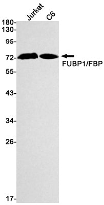 Anti-FUBP1 Rabbit Monoclonal Antibody