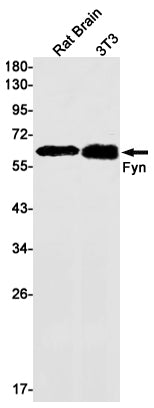 Anti-FYN Rabbit Monoclonal Antibody