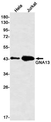 Anti-GNA13 Rabbit Monoclonal Antibody