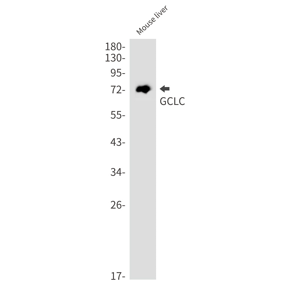 Anti-GCLC Rabbit Monoclonal Antibody