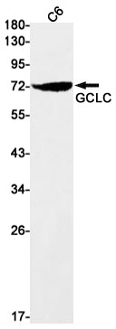 Anti-GCLC Rabbit Monoclonal Antibody