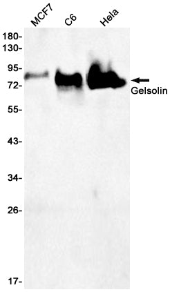 Anti-Gelsolin Rabbit Monoclonal Antibody