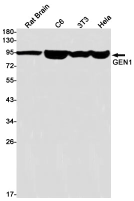 Anti-GEN1 Rabbit Monoclonal Antibody