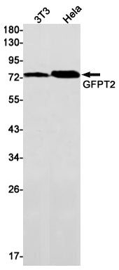Anti-GFPT2 Rabbit Monoclonal Antibody