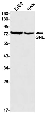Anti-GNE Rabbit Monoclonal Antibody