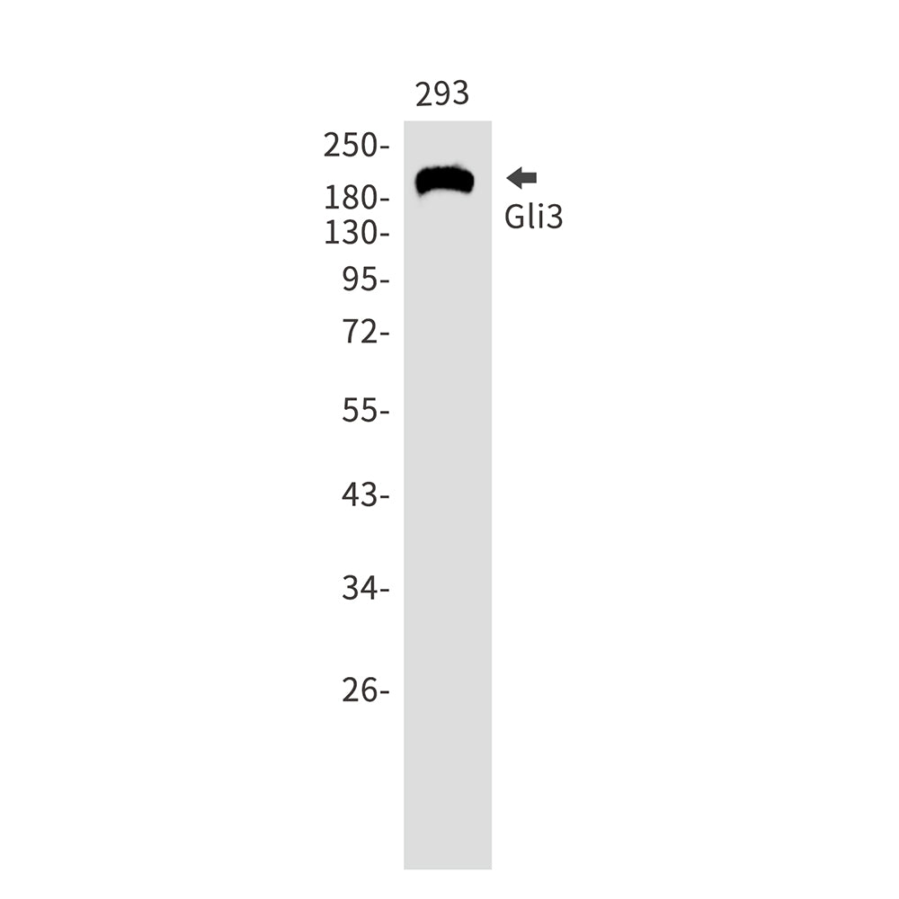 Anti-GLI3 Rabbit Monoclonal Antibody