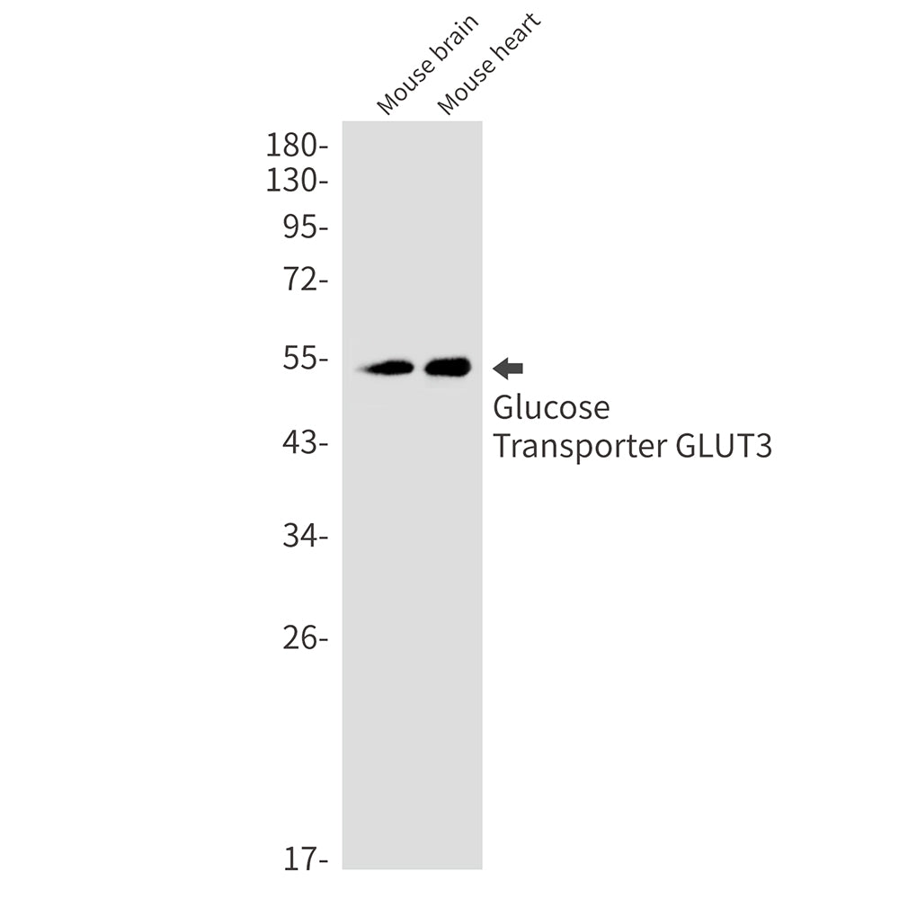 Anti-Glucose Transporter GLUT3 Rabbit Monoclonal Antibody