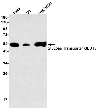Anti-Glucose Transporter GLUT3 Rabbit Monoclonal Antibody