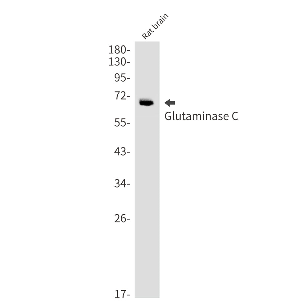 Anti-Glutaminase Rabbit Monoclonal Antibody