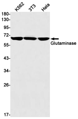 Anti-Glutaminase Rabbit Monoclonal Antibody