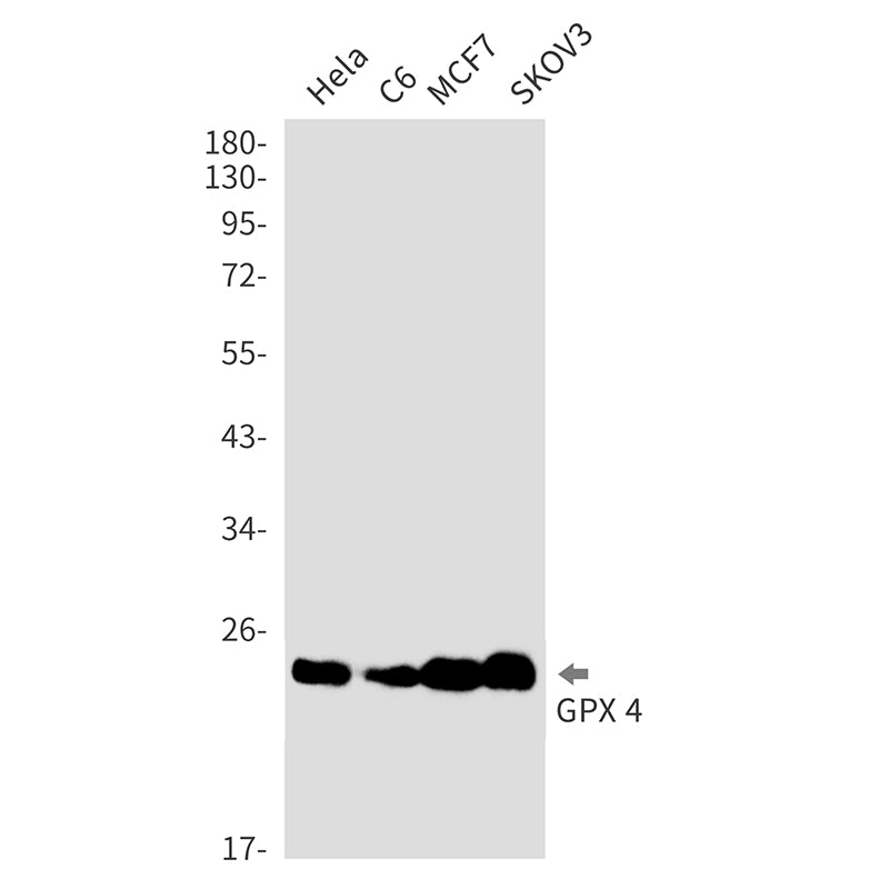 Anti-Glutathione Peroxidase 4 Rabbit Monoclonal Antibody