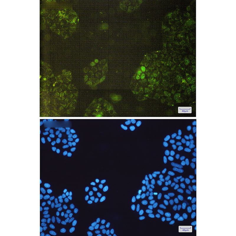 Anti-GSTK1 Rabbit Monoclonal Antibody