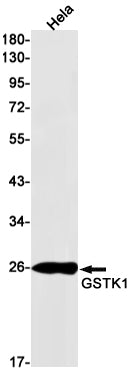 Anti-GSTK1 Rabbit Monoclonal Antibody