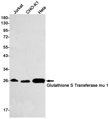 Anti-Glutathione S Transferase mu 1 Rabbit Monoclonal Antibody