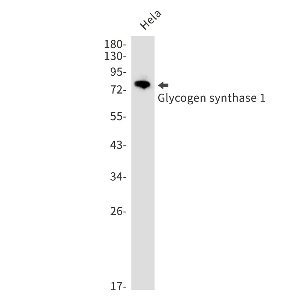 Anti-Glycogen Synthase 1 Rabbit Monoclonal Antibody