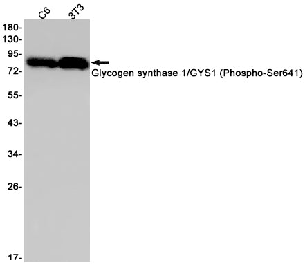 Anti-Phospho-Glycogen synthase (Ser641) Rabbit Monoclonal Antibody