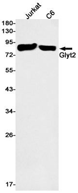 Anti-GlyT2 Rabbit Monoclonal Antibody