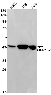 Anti-GPR182 Rabbit Monoclonal Antibody