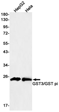 Anti-GST3 Rabbit Monoclonal Antibody