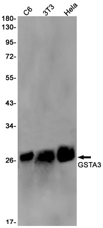 Anti-GSTA3 Rabbit Monoclonal Antibody
