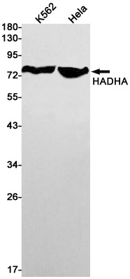 Anti-HADHA Rabbit Monoclonal Antibody