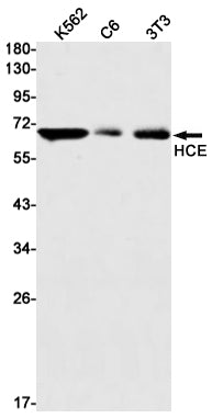 Anti-HCE Rabbit Monoclonal Antibody