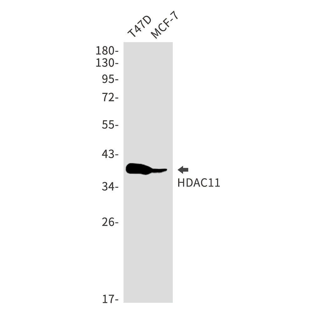 Anti-HDAC11 Rabbit Monoclonal Antibody