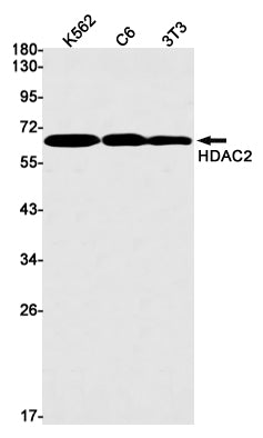 Anti-HDAC2 Rabbit Monoclonal Antibody