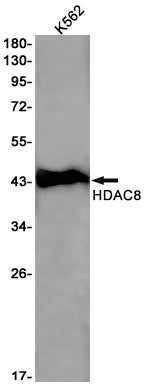 Anti-HDAC8 Rabbit Monoclonal Antibody