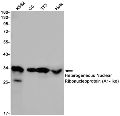 Anti-HNRNPA1L2 Rabbit Monoclonal Antibody