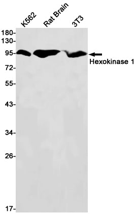 Anti-Hexokinase I Rabbit Monoclonal Antibody
