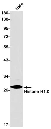 Anti-Histone H1.0 Rabbit Monoclonal Antibody