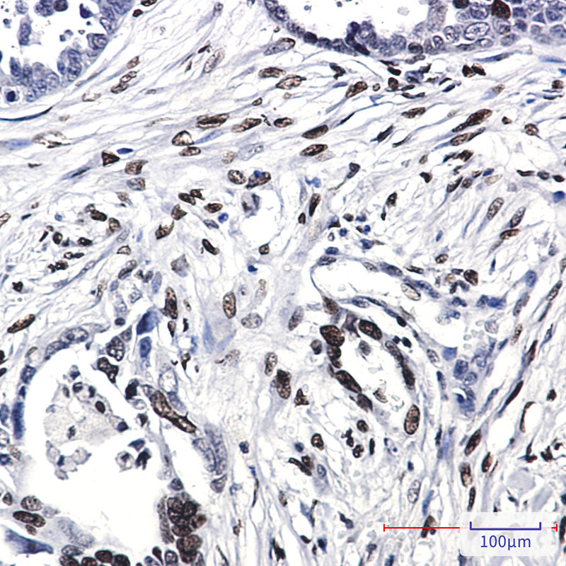 Anti-Histone H1.0 Rabbit Monoclonal Antibody