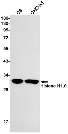 Anti-Histone H1.0 Rabbit Monoclonal Antibody