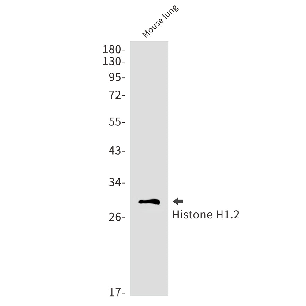 Anti-Histone H1.2 Rabbit Monoclonal Antibody