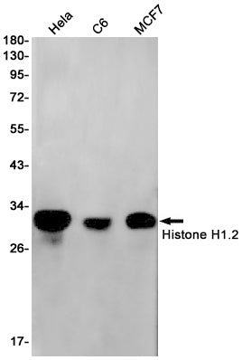 Anti-Histone H1.2 Rabbit Monoclonal Antibody