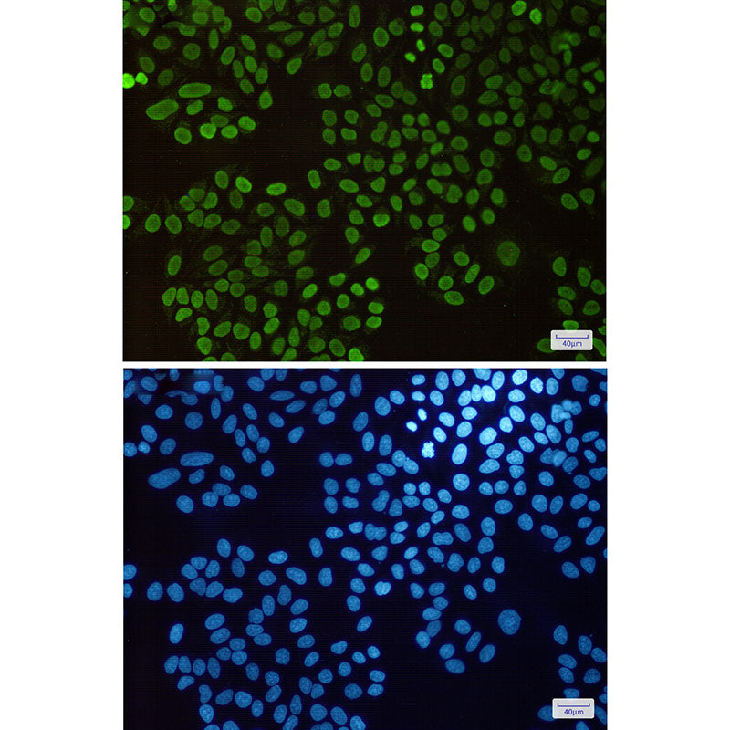 Anti-Histone H1.3 Rabbit Monoclonal Antibody